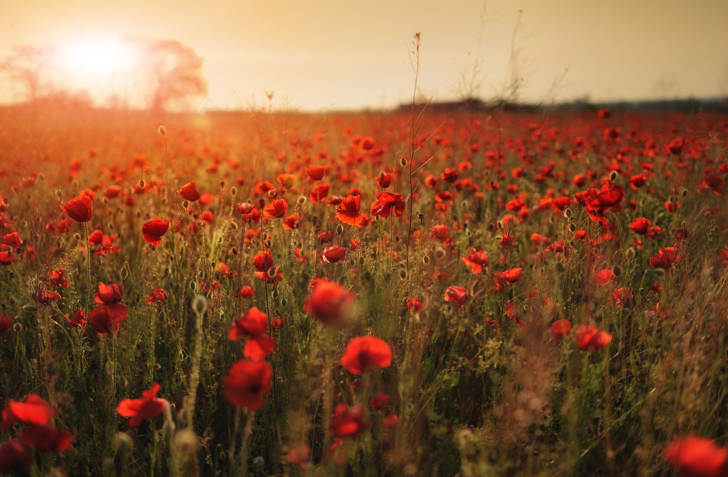 Remembrance Dance