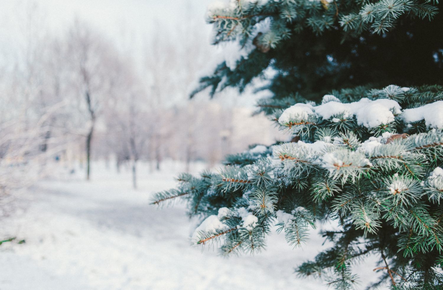 Winter Tales